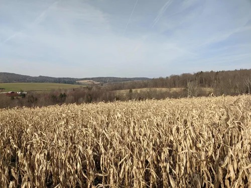 Cornfield Looking over Gaskill R